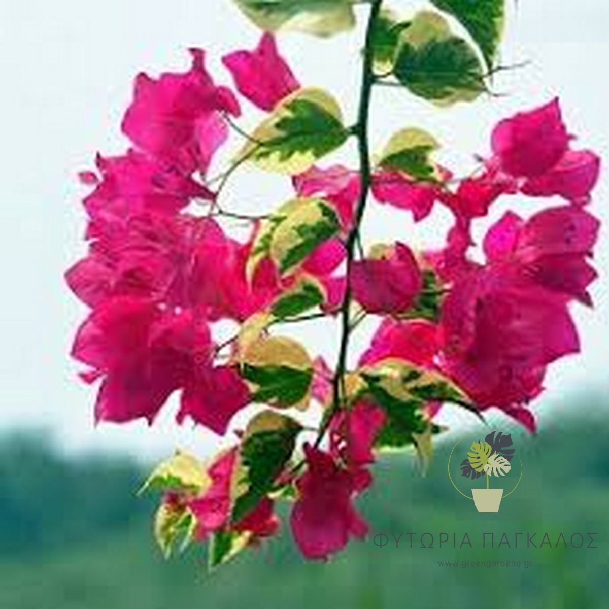 Μπουκαμβίλια Αναρριχώμενη (Bougainvillea sp)– Ανθοφόρο Φυτό για Πέργκολες - 2